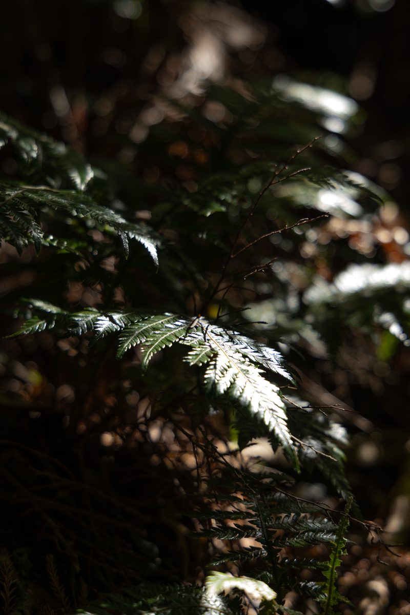 _X8A0160